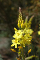 Bulbine glauca