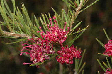 APII jpeg image of Grevillea confertifolia  © contact APII