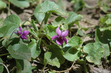 APII jpeg image of Viola odorata  © contact APII