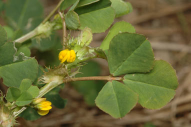 APII jpeg image of Medicago polymorpha  © contact APII