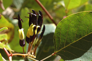 APII jpeg image of Kennedia nigricans  © contact APII