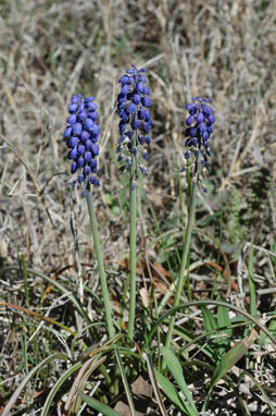 APII jpeg image of Muscari armeniacum  © contact APII