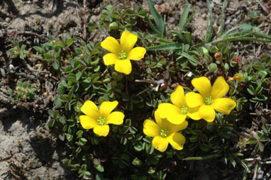 APII jpeg image of Oxalis exilis  © contact APII