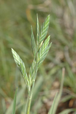 APII jpeg image of Bromus brevis  © contact APII