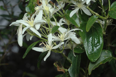 APII jpeg image of Clematis glycinoides  © contact APII