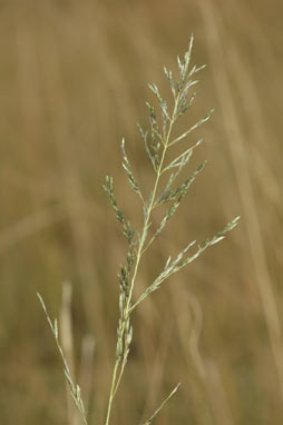 APII jpeg image of Eragrostis curvula  © contact APII