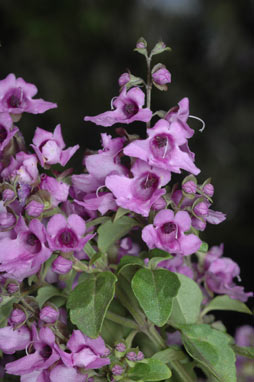 APII jpeg image of Prostanthera incisa  © contact APII