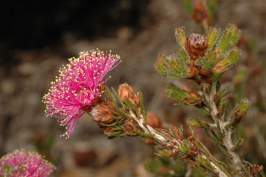 APII jpeg image of Melaleuca trichophylla  © contact APII