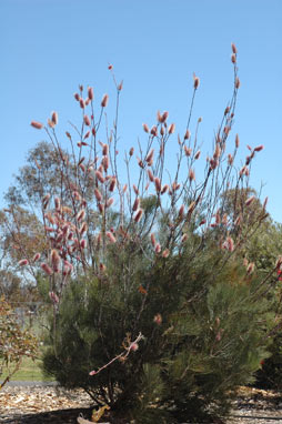 APII jpeg image of Grevillea petrophiloides subsp. magnifica  © contact APII