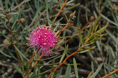 APII jpeg image of Melaleuca filifolia  © contact APII