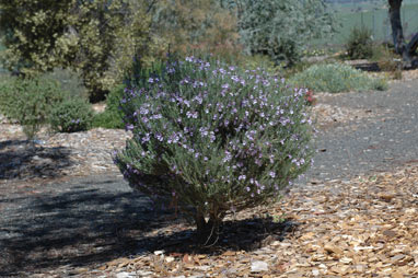 APII jpeg image of Eremophila microtheca  © contact APII