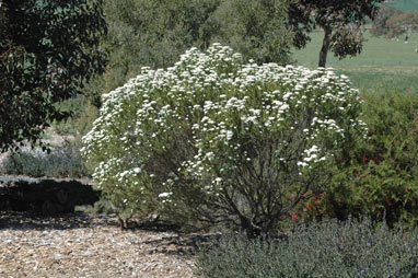 APII jpeg image of Ozothamnus diosmifolius  © contact APII