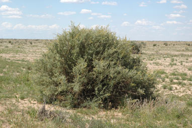 APII jpeg image of Chenopodium nitrariaceum  © contact APII