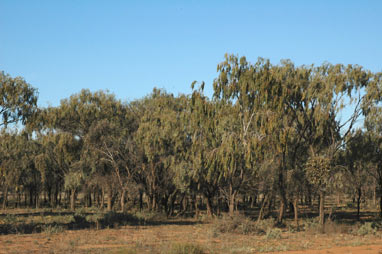 APII jpeg image of Acacia pendula  © contact APII