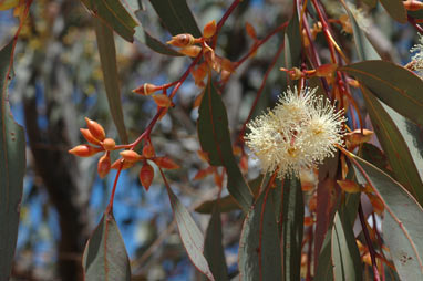 APII jpeg image of Eucalyptus dwyeri  © contact APII