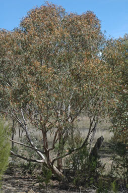 APII jpeg image of Eucalyptus dwyeri  © contact APII