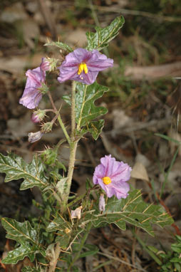 APII jpeg image of Solanum cinereum  © contact APII