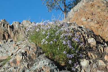 APII jpeg image of Isotoma axillaris  © contact APII