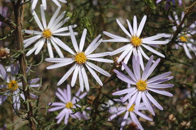 APII jpeg image of Olearia tenuifolia  © contact APII