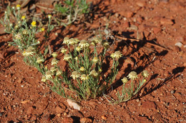 APII jpeg image of Hyalosperma glutinosum subsp. glutinosum  © contact APII