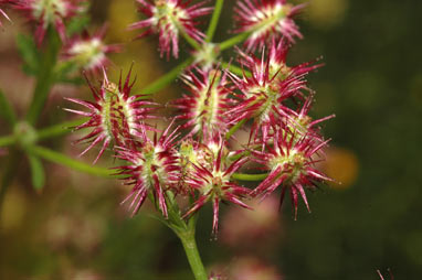 APII jpeg image of Daucus glochidiatus  © contact APII