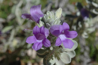 APII jpeg image of Eremophila mackinlayi subsp. spathulata  © contact APII