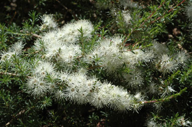 APII jpeg image of Kunzea ambigua (prostrate form)  © contact APII