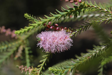 APII jpeg image of Melaleuca decussata  © contact APII