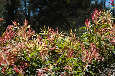 APII jpeg image of Callistemon salignus 'Great Balls of Fire'  © contact APII