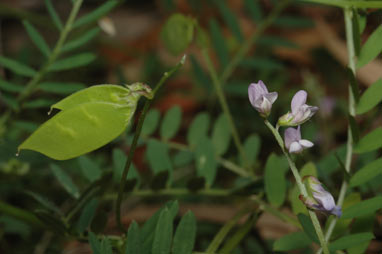 APII jpeg image of Vicia disperma  © contact APII