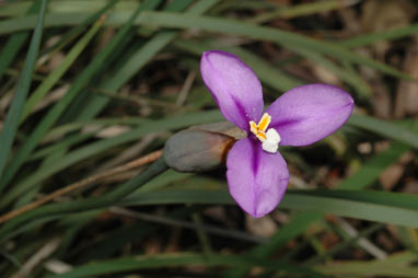 APII jpeg image of Patersonia occidentalis  © contact APII