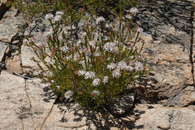 APII jpeg image of Calytrix tetragona  © contact APII