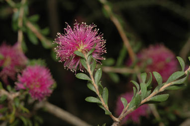 APII jpeg image of Melaleuca spathulata  © contact APII