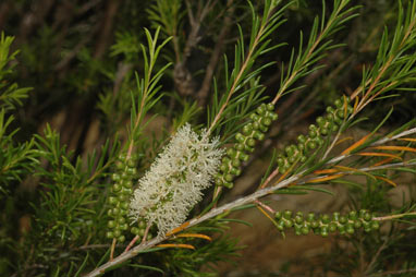 APII jpeg image of Melaleuca armillaris subsp. akineta  © contact APII