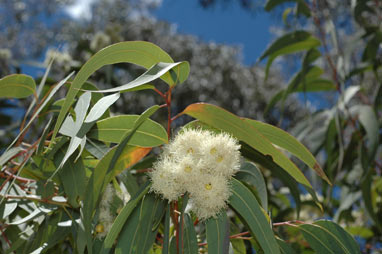 APII jpeg image of Corymbia eximia  © contact APII