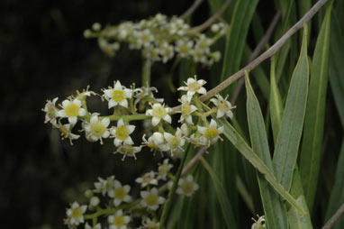 APII jpeg image of Geijera parviflora  © contact APII