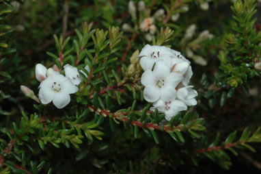 APII jpeg image of Epacris muelleri  © contact APII