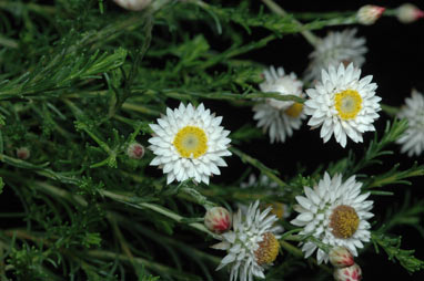 APII jpeg image of Helichrysum calvertianum  © contact APII