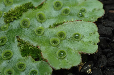 APII jpeg image of Marchantia  © contact APII