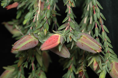 APII jpeg image of Darwinia speciosa  © contact APII