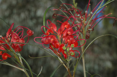 APII jpeg image of Grevillea longistyla  © contact APII