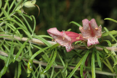 APII jpeg image of Prostanthera laricoides  © contact APII