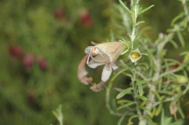 APII jpeg image of Prostanthera incurvata  © contact APII