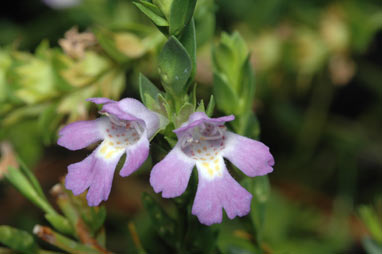 APII jpeg image of Hemigenia conferta  © contact APII