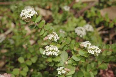 APII jpeg image of Platysace 'Edna Walling Flower Girl'  © contact APII