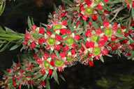 Leptospermum spectabile