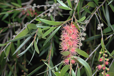 APII jpeg image of Callistemon  © contact APII