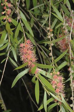 APII jpeg image of Callistemon  © contact APII