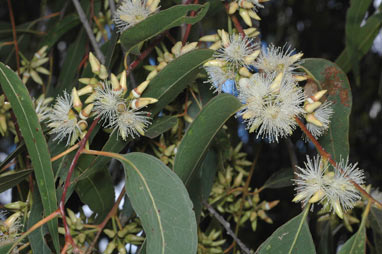 APII jpeg image of Eucalyptus amplifolia  © contact APII