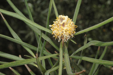 APII jpeg image of Isopogon sphaerocephalus  © contact APII